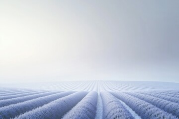 Serene lavender field stretches to the horizon under a misty, pale sky.