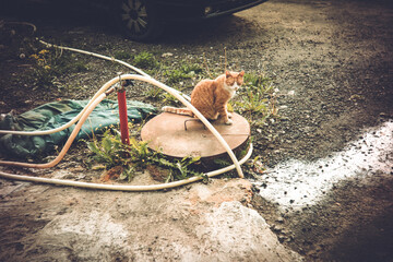 Ginger cat sitting on manhole in village