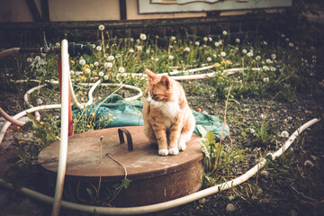 Ginger cat sitting on manhole in village