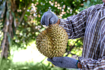 Durian, A farmer holding a fresh durian fruit with gloves in a tropical orchard, Durian farmer...