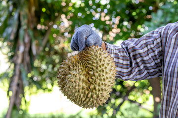 Durian, A farmer holding a fresh durian fruit with gloves in a tropical orchard, Durian farmer holding durian, Agricultural harvest concept with focus on exotic Asian fruit in natural environment