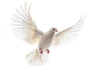 Obraz premium White dove in flight against white background