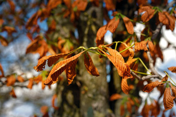 Dry chestnut tree leaves. Closeup of damaged chestnut leaves affected by chestnut miner moth...