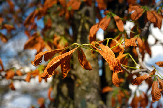 Dry chestnut tree leaves. Closeup of damaged chestnut leaves affected by chestnut miner moth infestation showing brown spots, dryness, curling as signs of tree disease in late summer or early autumn - Powered by Adobe