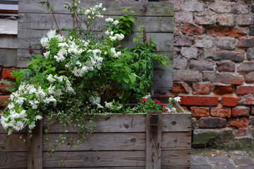 White flowers in a wooden pot and a brick wall