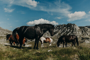 A herd of wild horses grazing in the mountains of Durmitor National Park, Montenegro.