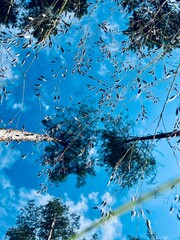 view of the sky from the grass