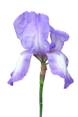 Single purple iris flower with green stem, cut out on transparent background for easy design use.
