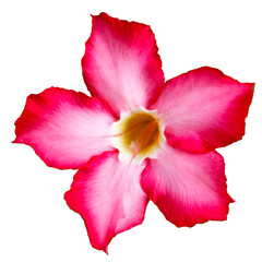 Single desert rose flower with deep pink edges isolated on white background