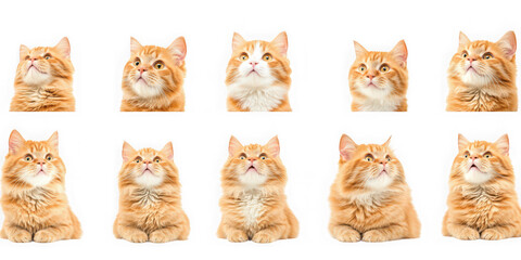 Ten orange cats looking upwards arranged in two rows  transparent background