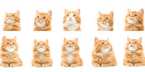 Ten orange cats looking upwards arranged in two rows  transparent background