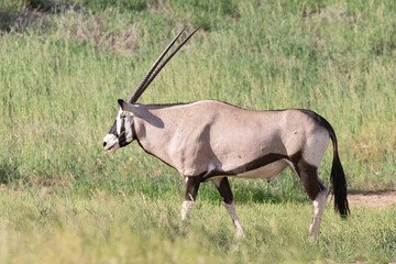 Gemsbok (Oryx gazella) walking through savannah grassland, Kgalagadi Transfrontier Park, Kalahari,...
