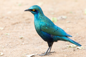 Iridescent green-blue Greater Blue-eared Starling (Lamprotornis chalybaeus), Shingwedzi, Kruger...