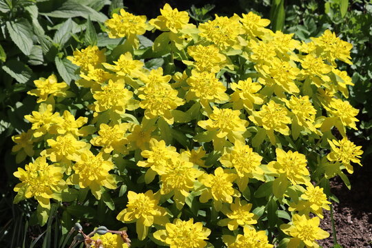 Yellow flowers of cushion spurge (Euphorbia epithymoides, syn. Euphorbia polychroma) in garden