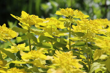 Yellow flowers of cushion spurge (Euphorbia epithymoides, syn. Euphorbia polychroma) in garden