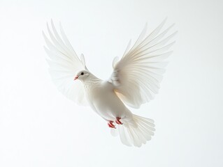 Fototapeta premium White dove in flight against a bright white background