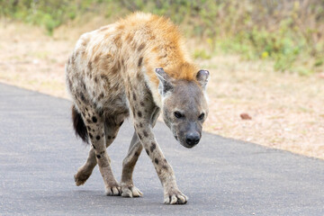 Spotted Hyena or Laughing Hyena (Crocuta crocuta) tracking the scent of a kill approaching the...