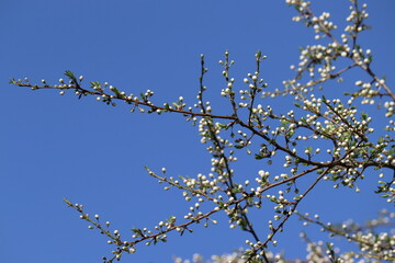 Branches of blackthorn (Prunus spinosa) tree with white buds against spring blue sky