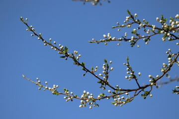 Branches of blackthorn (Prunus spinosa) tree with white buds against spring blue sky