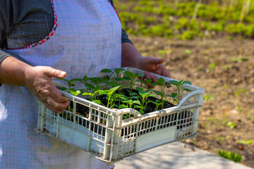 Senior woman caring for seedlings in rural garden during daytime