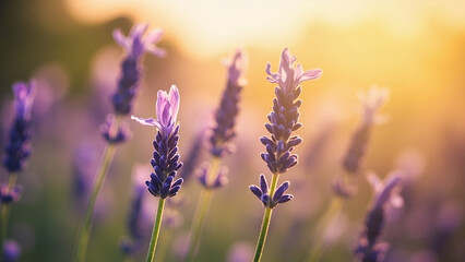 Fototapeta premium Fragrant Fields Forever