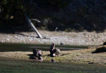 River Otters on the Snake River in Grand Teton National Park Wyoming in Autumn