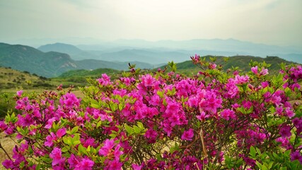 Obraz premium Beautifully blooming Hwangmaesan Mountain scenery