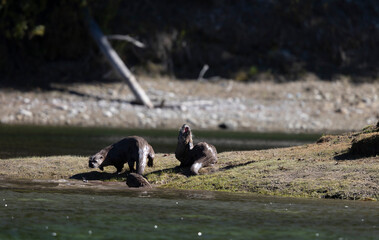 River Otters on the Snake River in Grand Teton National Park Wyoming in Autumn