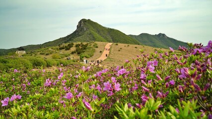 Fototapeta premium Beautifully blooming Hwangmaesan Mountain scenery