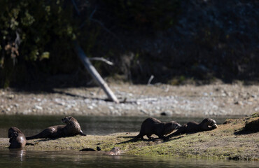 River Otters on the Snake River in Grand Teton National Park Wyoming in Autumn