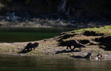 River Otters on the Snake River in Grand Teton National Park Wyoming in Autumn