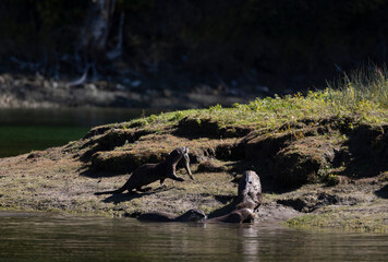 River Otters on the Snake River in Grand Teton National Park Wyoming in Autumn
