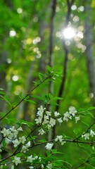 Beautiful Spring Scenery in Korea