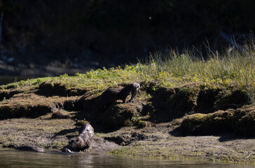 River Otters on the Snake River in Grand Teton National Park Wyoming in Autumn