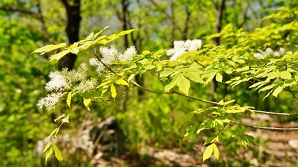 Beautiful Spring Scenery in Korea