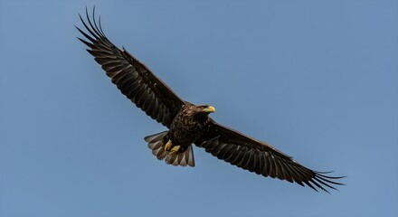 Obraz premium White-tailed eagle, Eagle, Bird, Majestic White-tailed Eagle in Flight Against a Clear Blue Sky