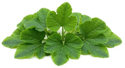 A cluster of textured vibrant green pumpkin leaves displayed against a stark white background