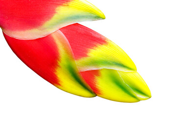 Heliconia flower isolated on white background with red yellow and green petals