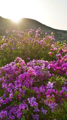 Obraz premium Beautifully blooming Hwangmaesan Mountain scenery