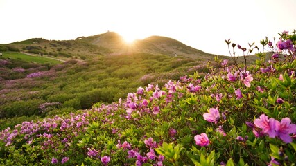 Fototapeta premium Beautifully blooming Hwangmaesan Mountain scenery