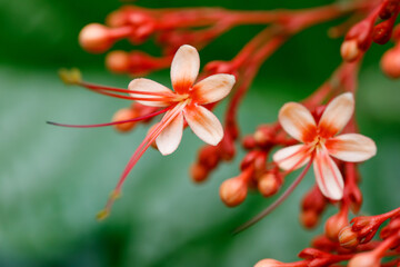 Closeup of Pagoda Flower Clerodendrum paniculatum tropical flowers with soft peach petals and red...
