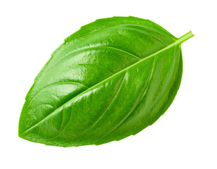 Single basil leaf isolated on white, aromatic green herb for cooking.