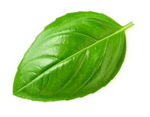 Single basil leaf isolated on white, aromatic green herb for cooking.