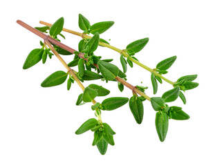Fresh thyme sprig isolated on white, aromatic herb for culinary use.