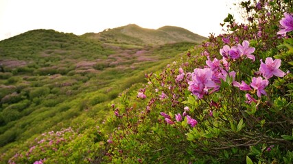 Obraz premium Beautifully blooming Hwangmaesan Mountain scenery