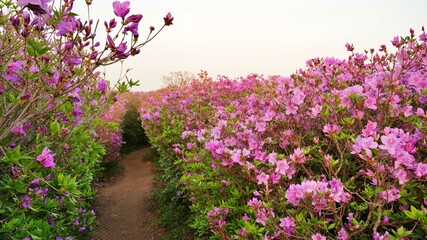 Obraz premium Beautiful Rhododendron Gardens in Korea