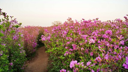 Beautiful Rhododendron Gardens in Korea