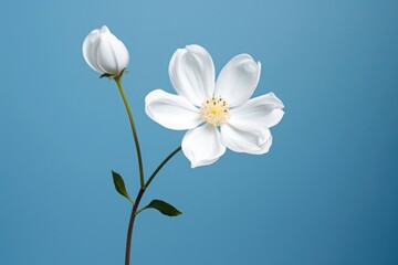 Fototapeta premium White flowe outdoors blossom flower.