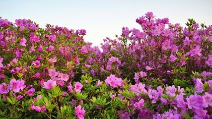 Beautifully blooming Hwangmaesan Mountain scenery