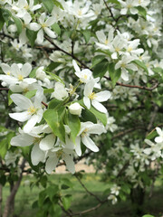 White Apple Blossoms Close-Up on a Blooming Tree in Spring. Close-up of delicate white apple...